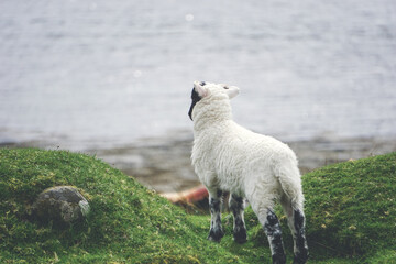 lamb looking out at a lake