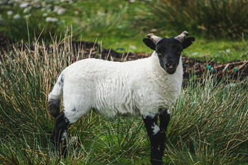 Baby lamb looking at the camera