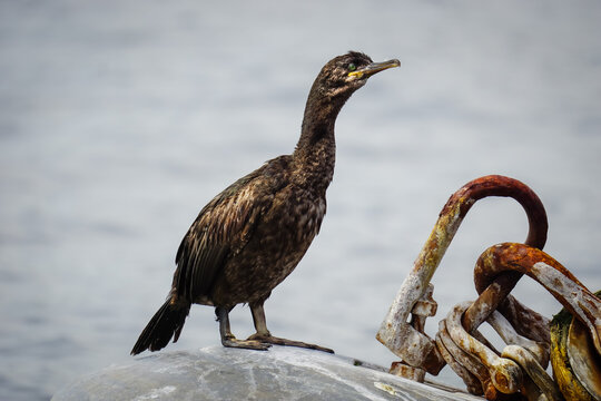 European shag sitting on buoy