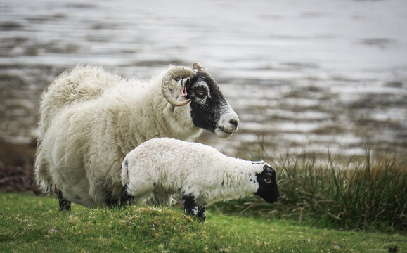 A lamb standing with a ram