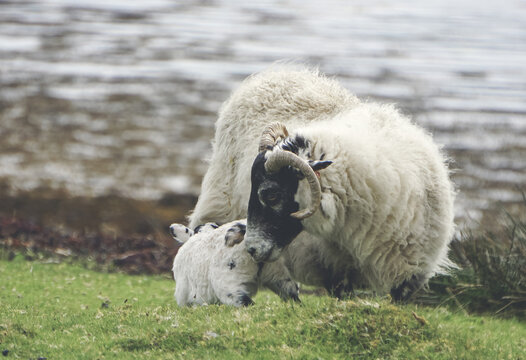 Mother smelling ewe bottom