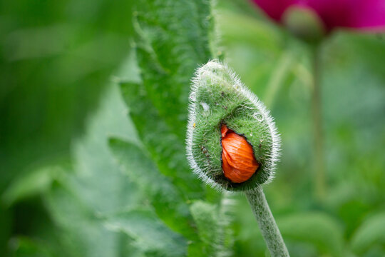A bud about to emerge after a rain