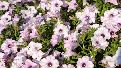 Pretty light violet petunia flowers, close up