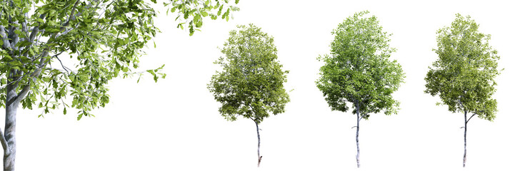 Oak trees isolated on transparent background and selective focus close-up. 3D render.