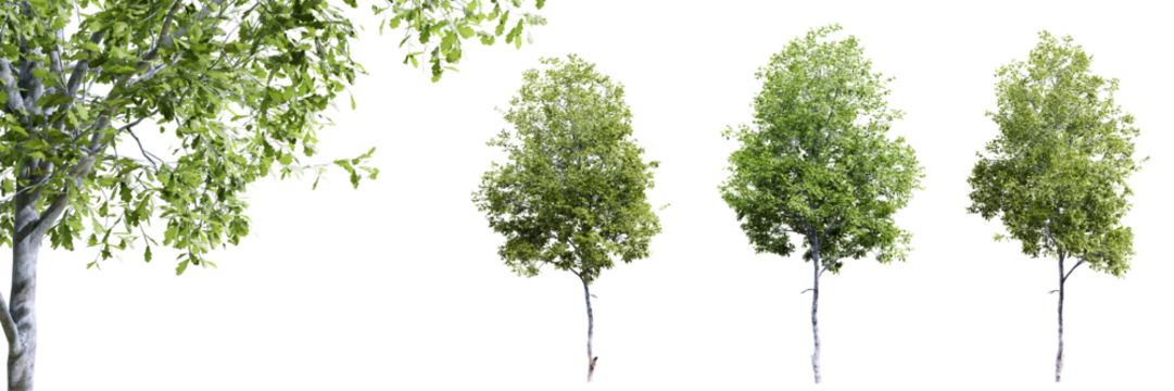 Oak trees isolated on transparent background and selective focus close-up. 3D render.