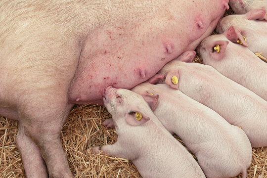 Close up of piglets suckling on their mother
