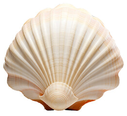 Seashell isolated on the transparent background PNG. AI generative.