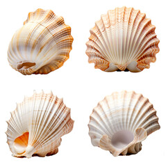 Set of seashell isolated on the transparent background PNG. AI generative.