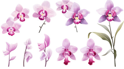 Naklejka na ściany i meble a collection of hand drawn orchids flowers isolated on a transparent background, generative ai