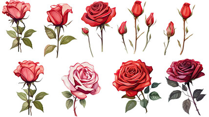 a collection of hand drawn roses flowers isolated on a transparent background, generative ai