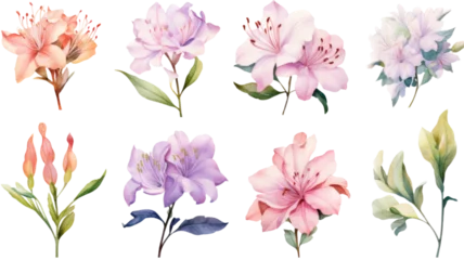 Foto op Aluminium a collection of soft watercolor azaleas flowers isolated on a transparent background, generative ai © Perfect PNG