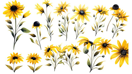 a collection of soft watercolor black-eyed susans flowers isolated on a transparent background, generative ai