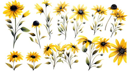 a collection of soft watercolor black-eyed susans flowers isolated on a transparent background, generative ai