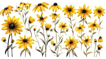 a collection of soft watercolor black-eyed susans flowers isolated on a transparent background, generative ai