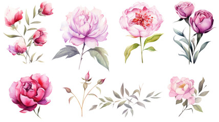 a collection of soft watercolor peonies and roses flowers isolated on a transparent background, generative ai