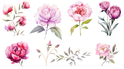 a collection of soft watercolor peonies and roses flowers isolated on a transparent background, generative ai