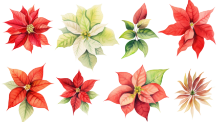 a collection of soft watercolor poinsettias flowers isolated on a transparent background, generative ai
