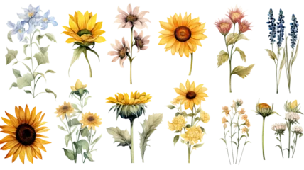 Fototapeten a collection of soft watercolor wildflowers, daisies and sunflower flowers isolated on a transparent background, generative ai © Perfect PNG