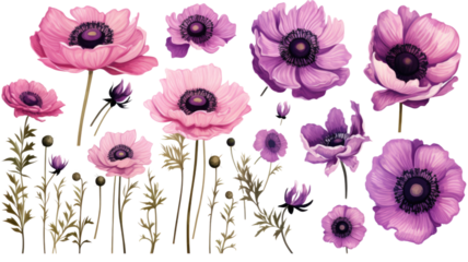 collection of hand drawn anemones flowers isolated on a transparent background, generative ai