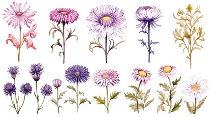 collection of hand drawn asters flowers isolated on a transparent background, generative ai
