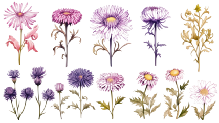 collection of hand drawn asters flowers isolated on a transparent background, generative ai