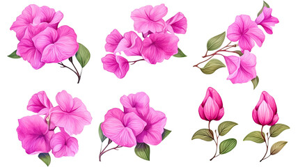 collection of hand drawn bougainvillea flowers isolated on a transparent background, generative ai