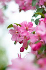 Beautiful pink flowers on the tree close up. Decorative apple tree blooms.