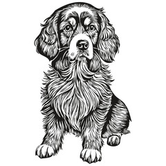 Spaniel Boykin dog hand drawn logo drawing black and white line art pets illustration realistic breed pet