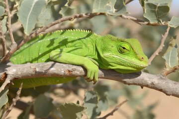 Naklejka na ściany i meble green lizard perched on a tree branch in a jungle