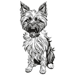 Affenpinscher dog logo vector black and white, vintage cute dog head engraved realistic pet silhouette