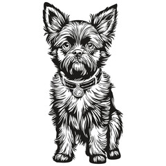 Affenpinscher dog silhouette pet character, clip art vector pets drawing black and white