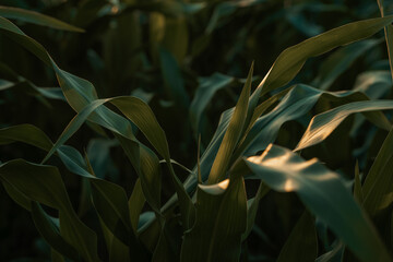 Dark green corn leaves close-up plant photography, farming and agriculture, rural field