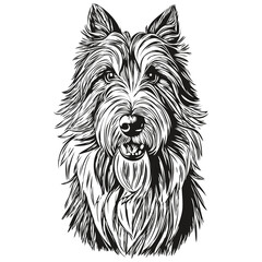 Bearded Collie dog vector face drawing portrait, sketch vintage style transparent background