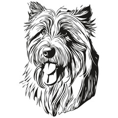 Bearded Collie dog isolated drawing on white background, head pet line illustration ready t shirt print