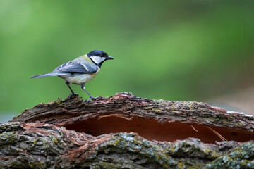 Cute little bird. Great tit. Nature background. 