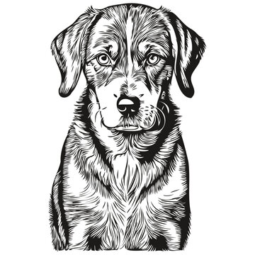 Bluetick Coonhound dog engraved vector portrait, face cartoon vintage drawing in black and white