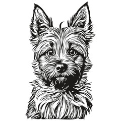 Cairn Terrier dog hand drawn logo drawing black and white line art pets illustration realistic breed pet