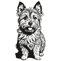 Cairn Terrier dog pet sketch illustration, black and white engraving vector