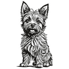 Cairn Terrier dog portrait in vector, animal hand drawing for tattoo or tshirt print illustration realistic breed pet