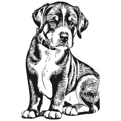 Entlebucher Mountain dog ink sketch drawing, vintage tattoo or t shirt print black and white vector