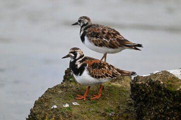 Ruddy turnstone // Steinwälzer (Arenaria interpres)