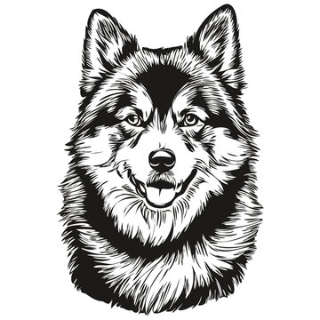 Finnish Lapphund dog logo vector black and white, vintage cute dog head engraved realistic breed pet