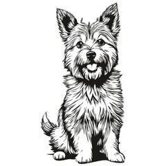 Norwich Terrier dog face vector portrait, funny outline pet illustration white background sketch drawing