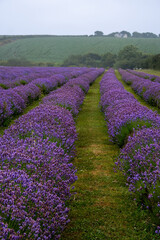 Fototapeta premium Lavender fileds cornwall england uk 