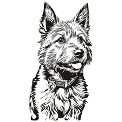 Norwich Terrier dog portrait in vector, animal hand drawing for tattoo or tshirt print illustration sketch drawing