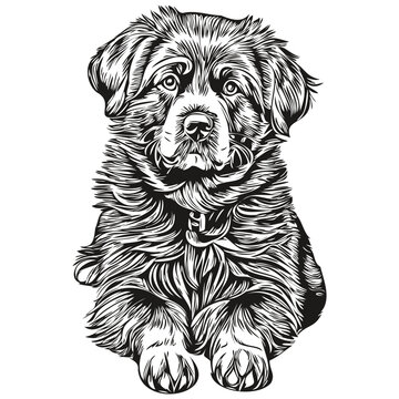 recommend clip art: Newfoundland dog ink sketch drawing, vintage tattoo or t shirt print black and white vector realistic breed pet