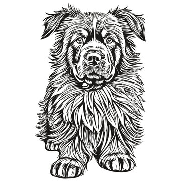 recommend clip art: Newfoundland dog line illustration, black and white ink sketch face portrait in vector