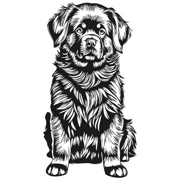 recommend clip art: Newfoundland dog vector graphics, hand drawn pencil animal line illustration realistic breed pet