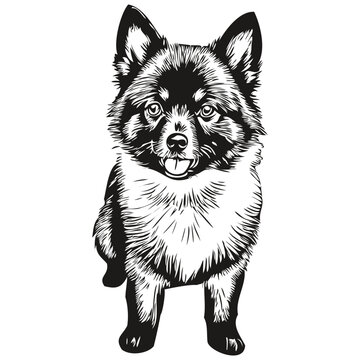Schipperke dog silhouette pet character, clip art vector pets drawing black and white realistic breed pet