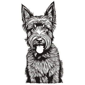 recommend clip art: Scottish Terrier dog black drawing vector, isolated face painting sketch line illustration realistic breed pet